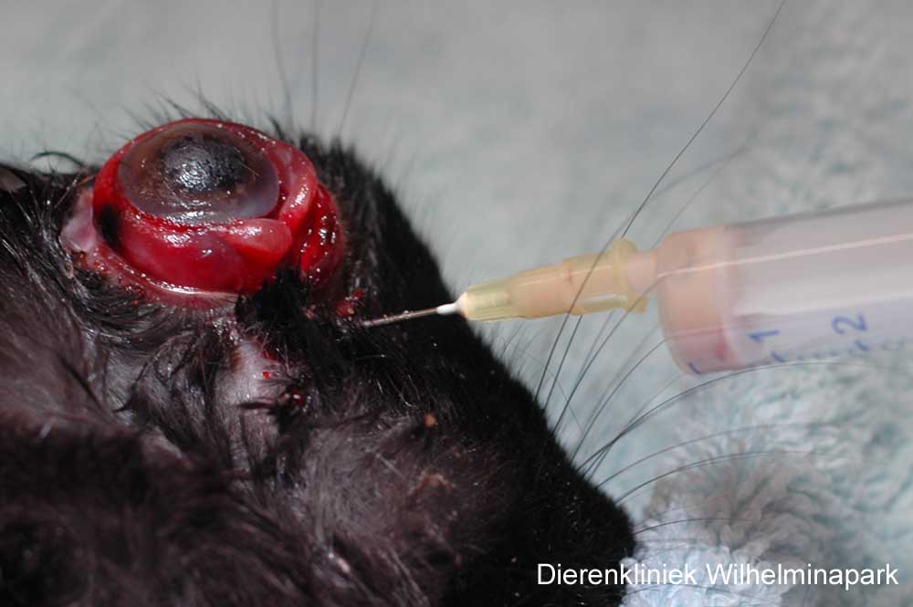 Achter het oog zit een abces, de pus is er uit te zuigen met een dikke naald
